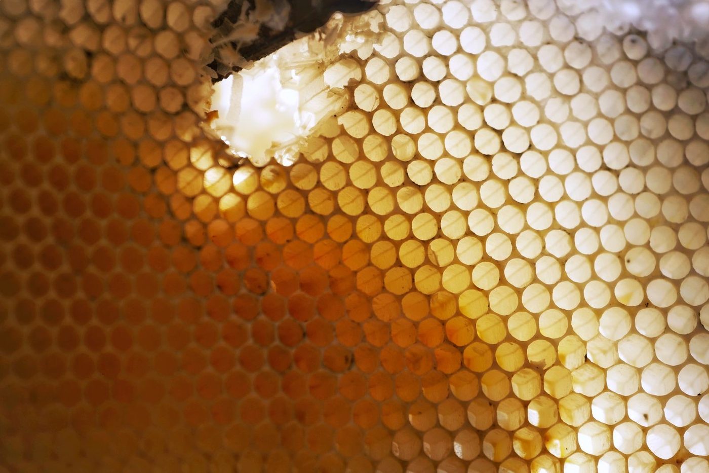 Honeycomb cells lit from behind, deep amber on one side fading to pale gold on the other
